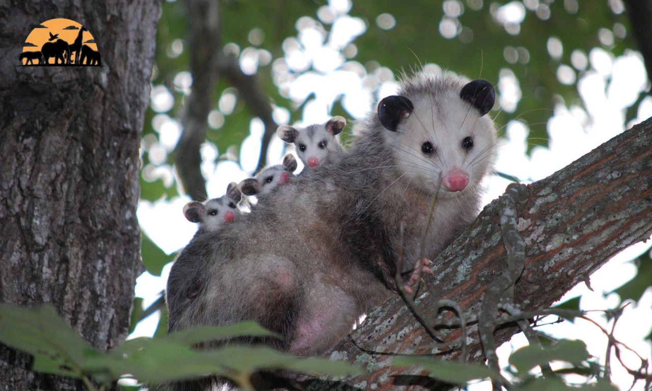 can possums have rabies