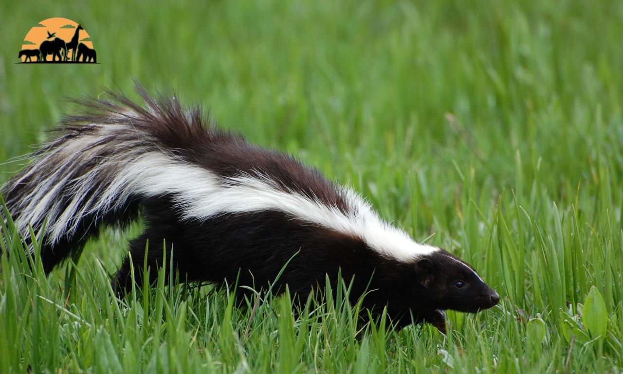 skunk smell in house