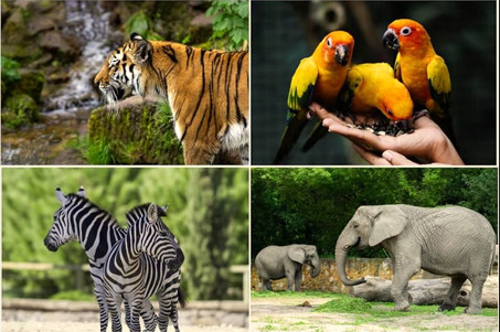 Tiger, parrots, zebras, and elephants representing different animal behaviors