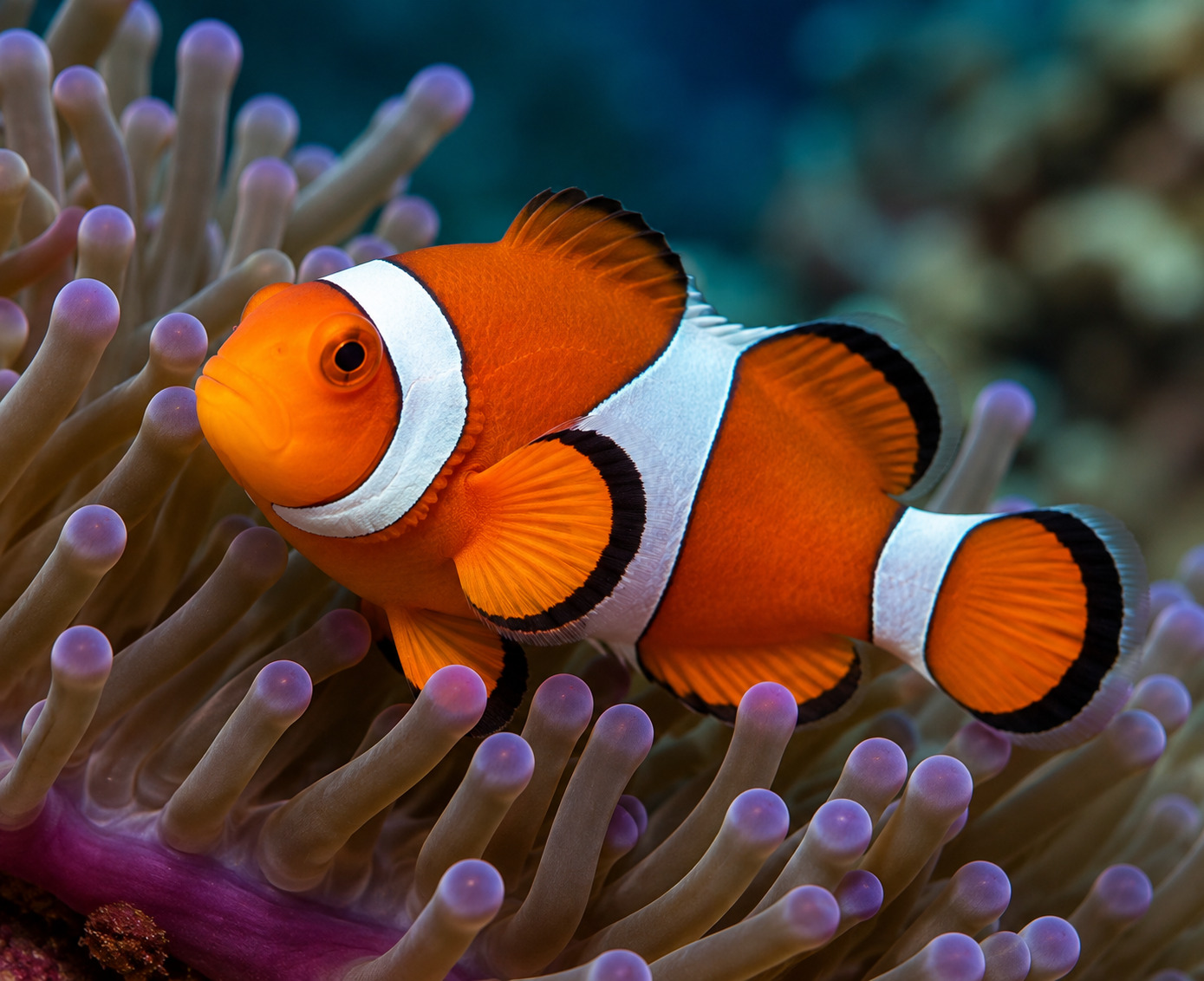 Orange and white clownfish swimming among sea anemones
