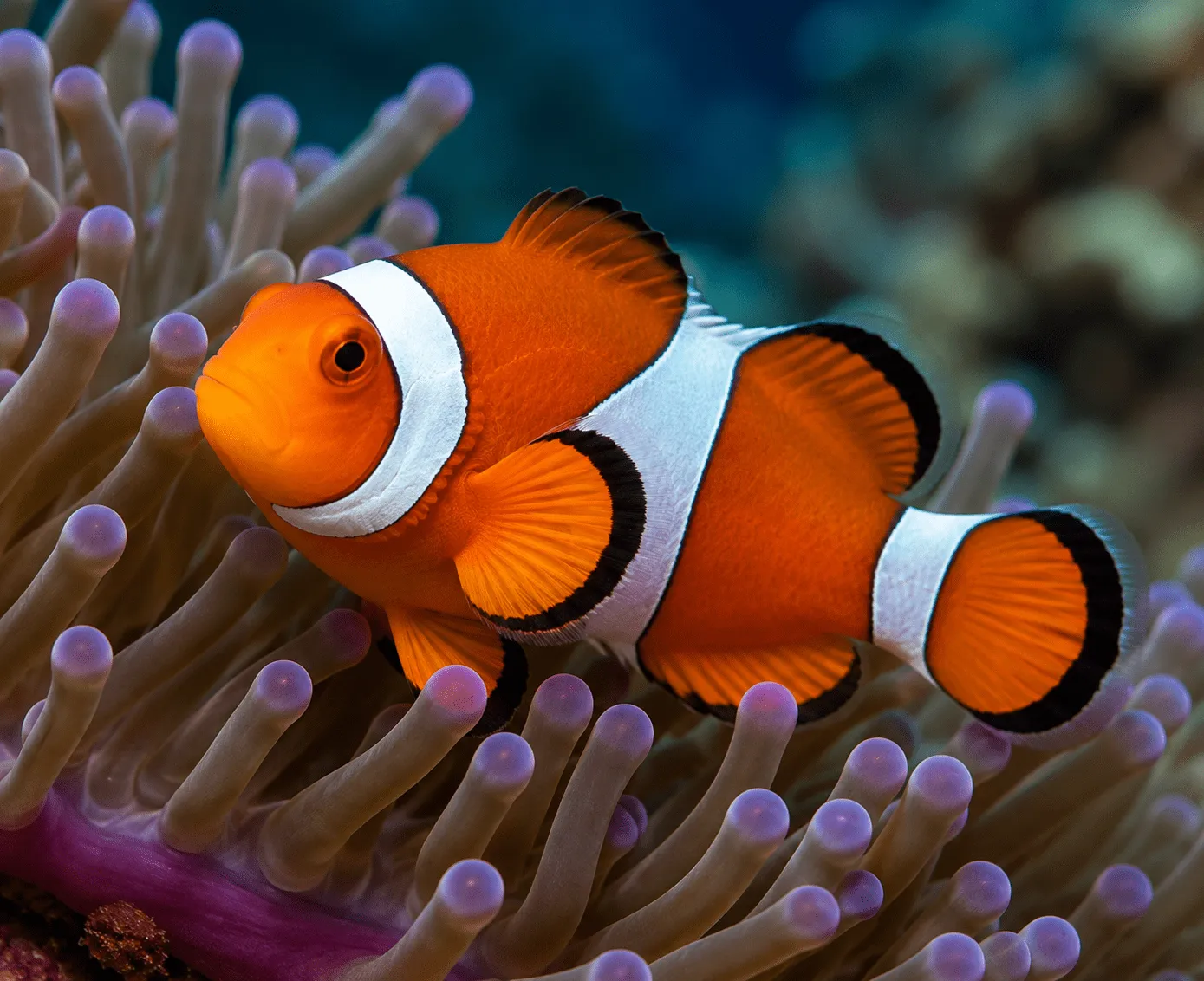 Orange and white clownfish swimming among sea anemones