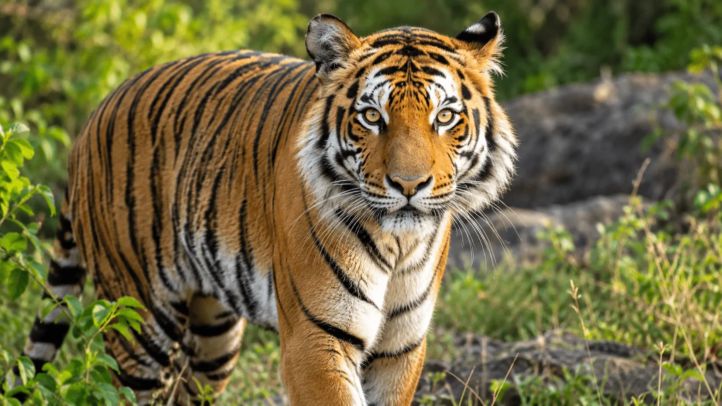 Tiger in the wild – tiger facts